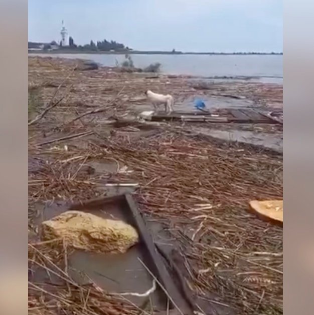 Пса из Херсонской области Течением принесло почти до Одессы, где его увидели и спасли местные. Фото: скрин  видео