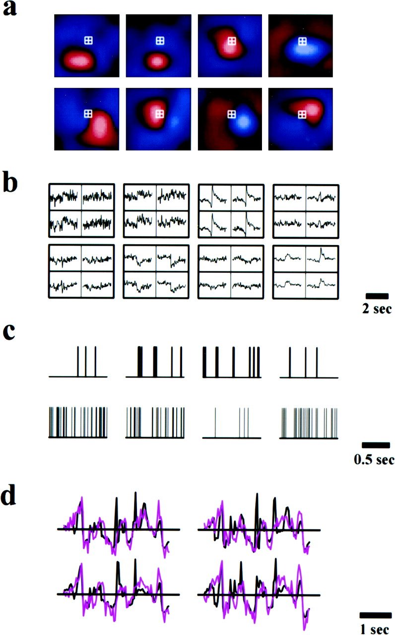 Запись зрения кошки, которую сделали исследователи /  Society for Neuroscience JNeurosci